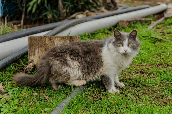 Nutritionniste muret : conseils pour une meilleure santé et performance